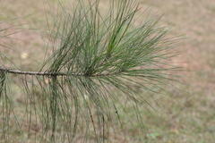 Pinus roxburghii